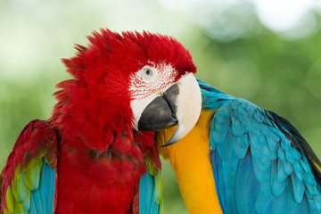 Macaws parrots