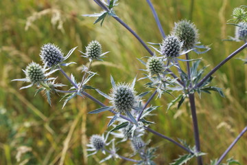 thorny plant of Eryngium