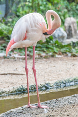 Pink Flamingos bird stand