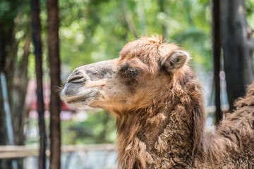 Camel Head Close-Up