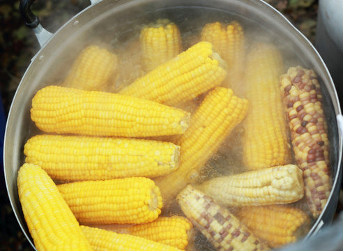 Sweet corn boiled in the pot