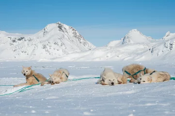 Crédence en verre imprimé Arctique Greenland sled dogs resting before hard working.
