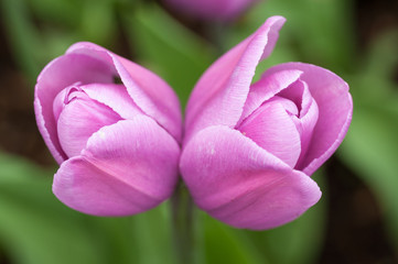 Fototapeta premium Twin tulip, Keukenhof Garden, Holland