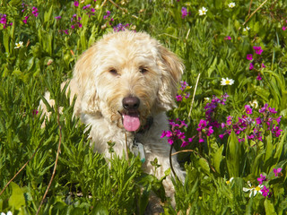 Labradoodle Chilling in Mountain Meadow