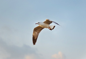  Brown-headed Gull (Chroicocephalus brunnicephalus) on the blue