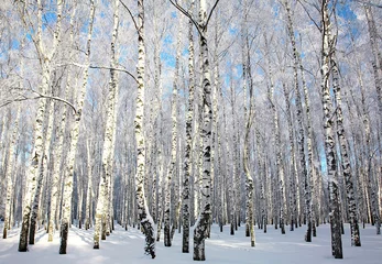 Foto op Plexiglas Sunlight winter birch wood © Elena Kovaleva