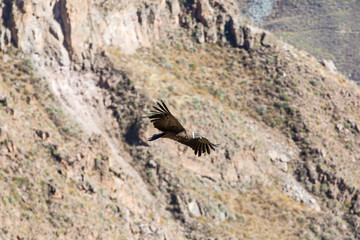 Flying condor over Colca canyon,Peru,South America