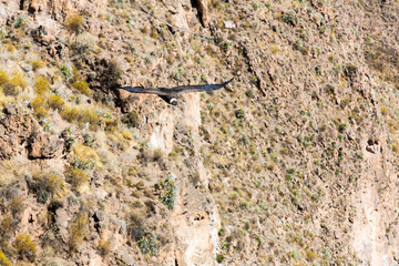 Flying condor over Colca canyon,Peru,South America
