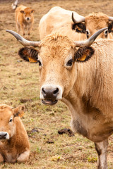 bovins au p&acirc;turage