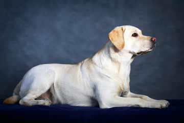 yellow labrador retriever dog