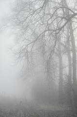 Fototapeta na wymiar trees in misty forest