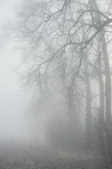 Fotobehang trees in misty forest © aga7ta