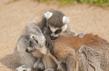 Ring-tailed lemur