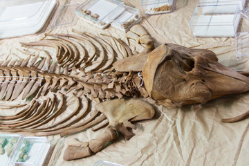 Dolphin skeleton