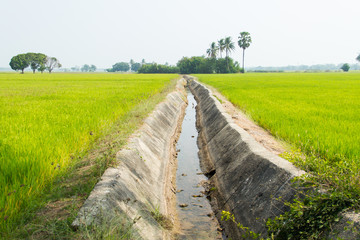 Fototapeta na wymiar Canal irrigation in rice fields
