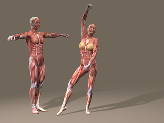 Human man and woman anatomy