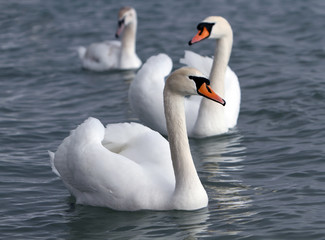 Naklejka premium White swans in the water.