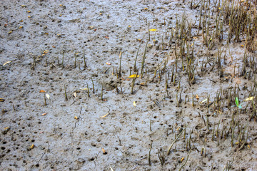 wetlands mud