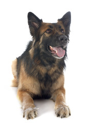 german shepherd