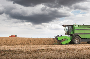 Obraz premium soybean harvest