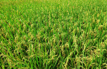 Paddy rice field