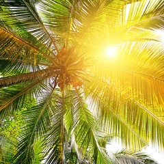 Papier Peint photo Lavable Palmier sunlight through the leaves of palm trees