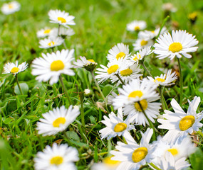 Gänseblümchen :)