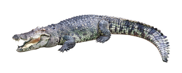 Crocodile isolé