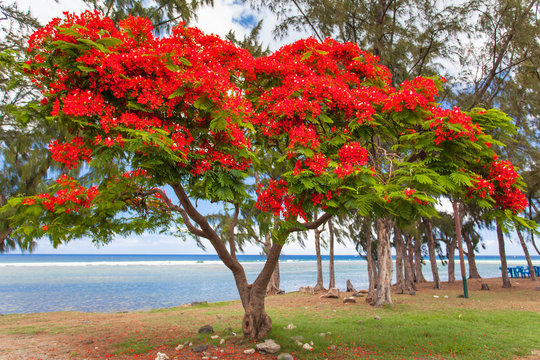 arbre flamboyant, Saint-Leu, île de la Réunion