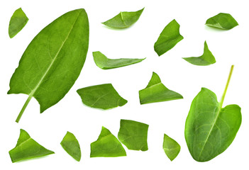 Sorrel leaf set