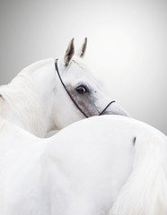 white beautiful arabian stallion against white background