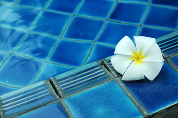 white plumeria flower on pool