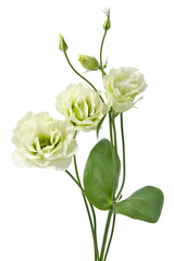 White Eustoma flowers
