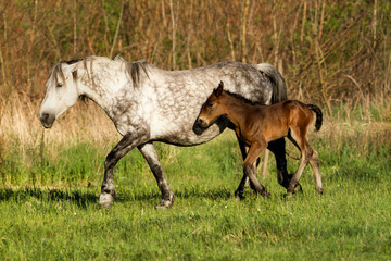 Horse family