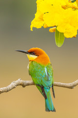 Chestnut-headed Bee-eater (Merops leschenaulti) with flower