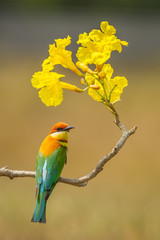 Portrait Chestnut-headed Bee-eater (Merops leschenaulti)
