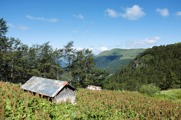 Wooden Hut In 