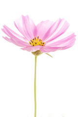 closeup cosmos flower on background