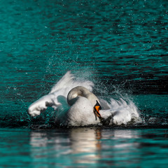 Wild swan taking a morning bath in the lake