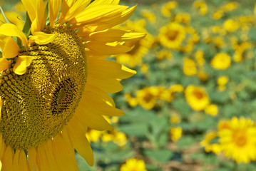 Sunflower head detail french field