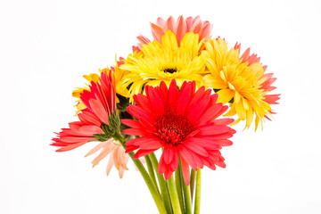 closeup gerbera flower , white background