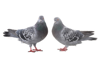 two  dove