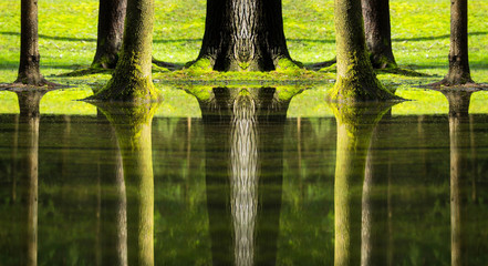 Reflections of trees in flooded forest