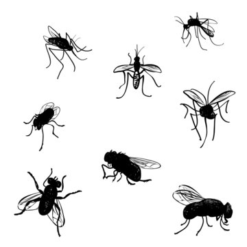 Vector collection of doodled flies and mosquitoes.
