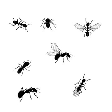 Vector collection of various positioned doodle ants isolated