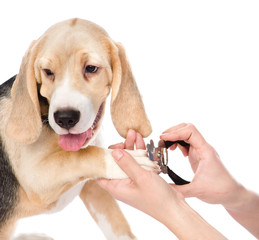 human hand cutting dog toenails. isolated on white background