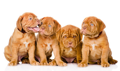 Obraz premium Group Bordeaux puppy dog. isolated on white background