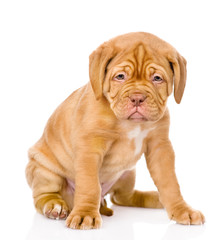 Obraz premium Sad Bordeaux puppy dog sitting in front. isolated on white 