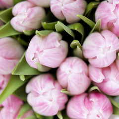 Close up of bouquet of pink tulips