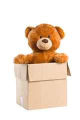teddy bear in paper box